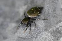 Heliophanus kochii