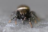 Heliophanus kochii