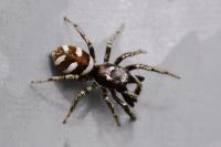 Salticus scenicus