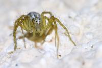 Oxyopes lineatus