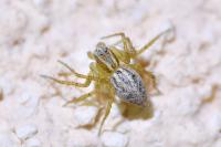 Oxyopes lineatus
