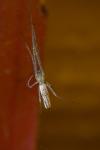 Tetragnatha