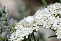 Misumena vatia