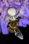 Misumena vatia