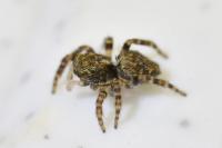 Pseudeuophrys erratica