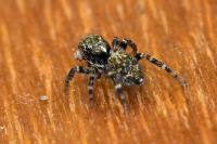 Pseudeuophrys erratica