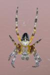 Araneus diadematus
