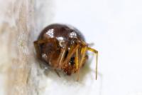 Steatoda triangulosa