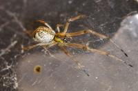 Tetragnatha obtusa