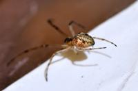 Tetragnatha obtusa