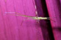 Tetragnatha