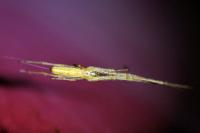 Tetragnatha
