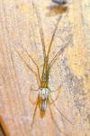 Tetragnatha