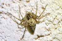 Oxyopes