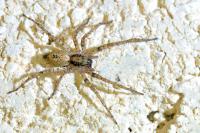 Anyphaena accentuata