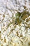 Cheiracanthium
