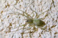 Cheiracanthium