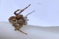 Philodromus