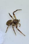 Philodromus