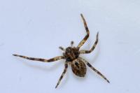 Philodromus