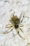 Dipoena melanogaster