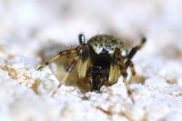 Dipoena melanogaster