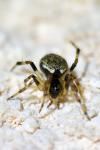 Dipoena melanogaster