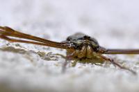Dicranopalpus ramosus