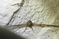 Dicranopalpus ramosus