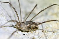 Phalangium opilio