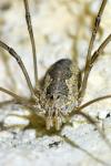 Phalangium opilio