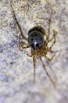 Nesticus cellulanus