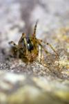Nesticus cellulanus
