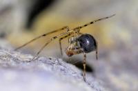 Nesticus cellulanus