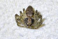 Philodromus