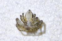 Philodromus