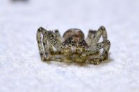 Philodromus