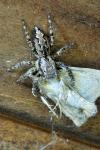Marpissa muscosa