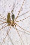 Pholcus phalangioides