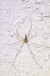Pholcus phalangioides