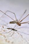Pholcus phalangioides