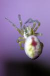 Nigma puella