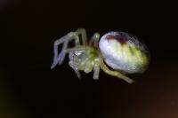 Nigma puella