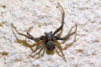Xysticus
