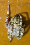 Araneus angulatus