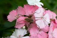 Phalangium opilio