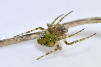 Gibbaranea gibbosa