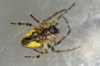 Gibbaranea gibbosa