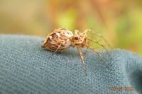 Oxyopes