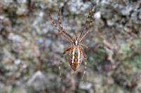 Argiope bruennichi